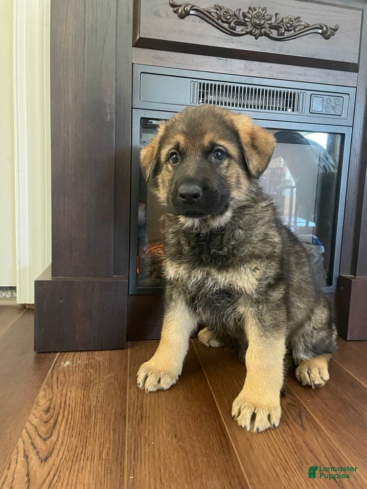 German Shepherd dogs Cody - Ad 42