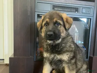 German Shepherd dogs Cody - Ad 42