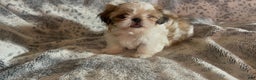 Shih Tzu dogs for sale: Shih Tzu Puppy 1 - Ad 27