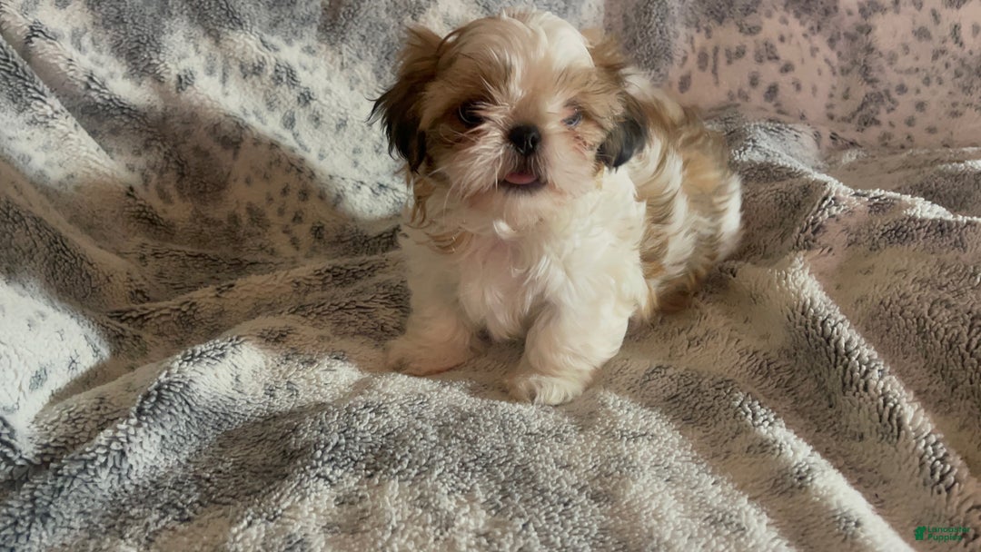 Shih Tzu dogs for sale: Shih Tzu Puppy 1 - Ad 27