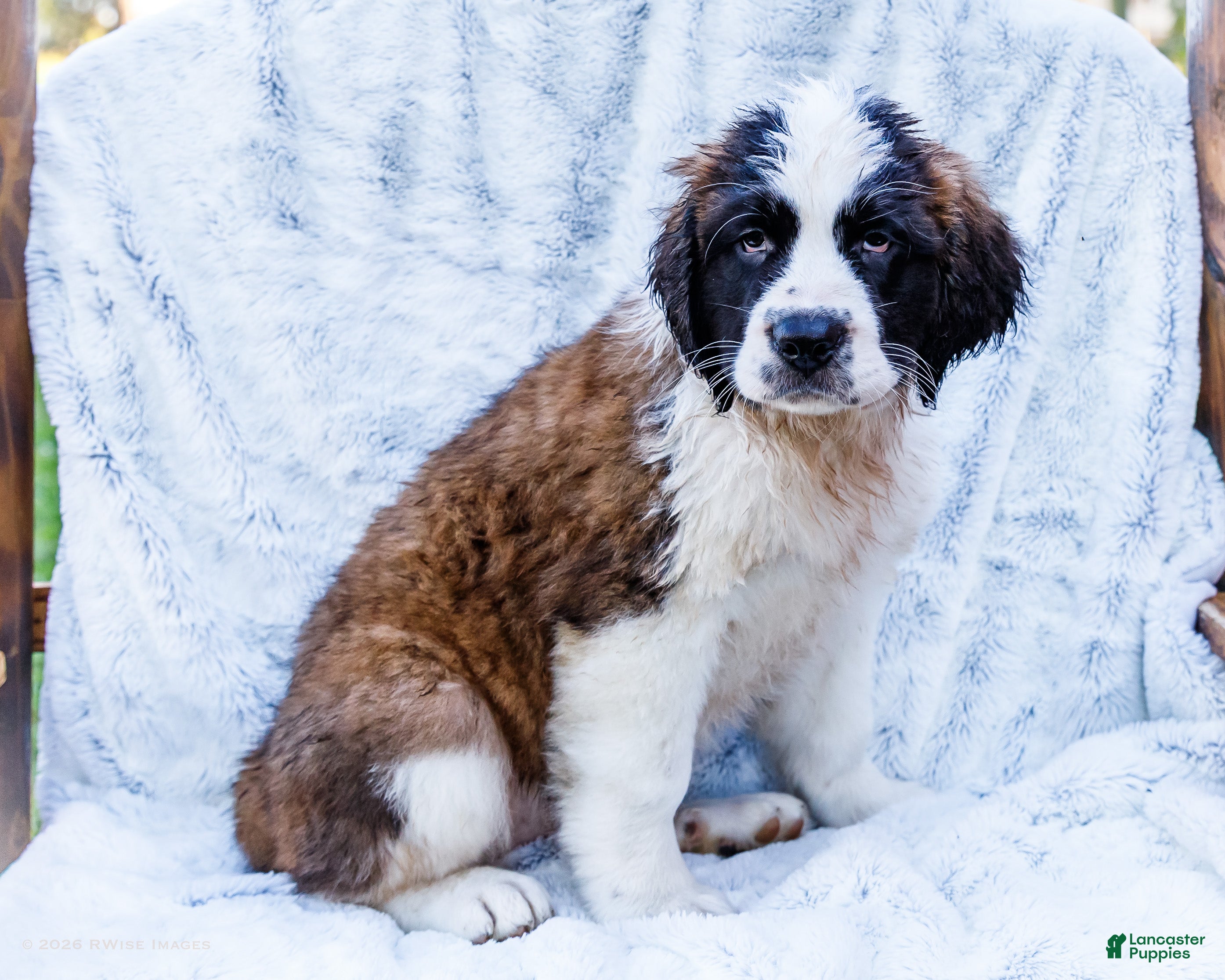 Saint Bernard dogs Jody - Ad 1