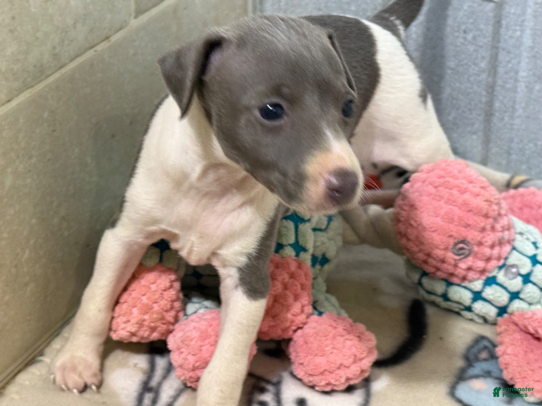 Italian Greyhound dogs Cam AKC - Ad 1