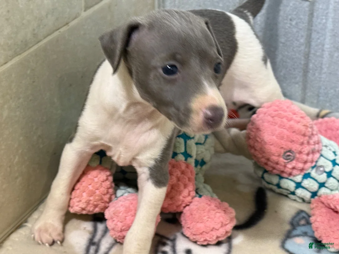 Italian Greyhound dogs for sale: Cam AKC - Ad 1