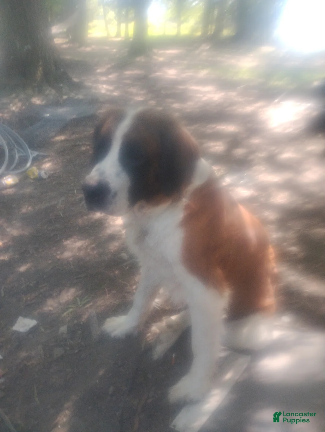 Saint Bernard dogs for sale: Saint Bernard Puppy 9 - Ad 5