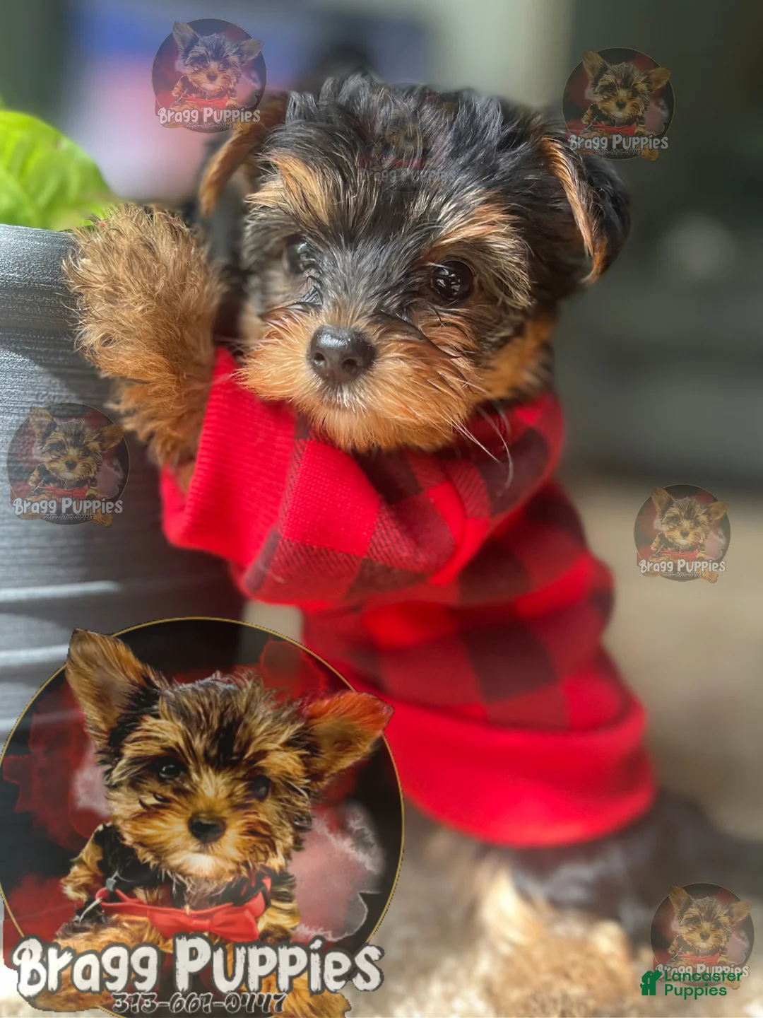 Gallery Image {{count}}