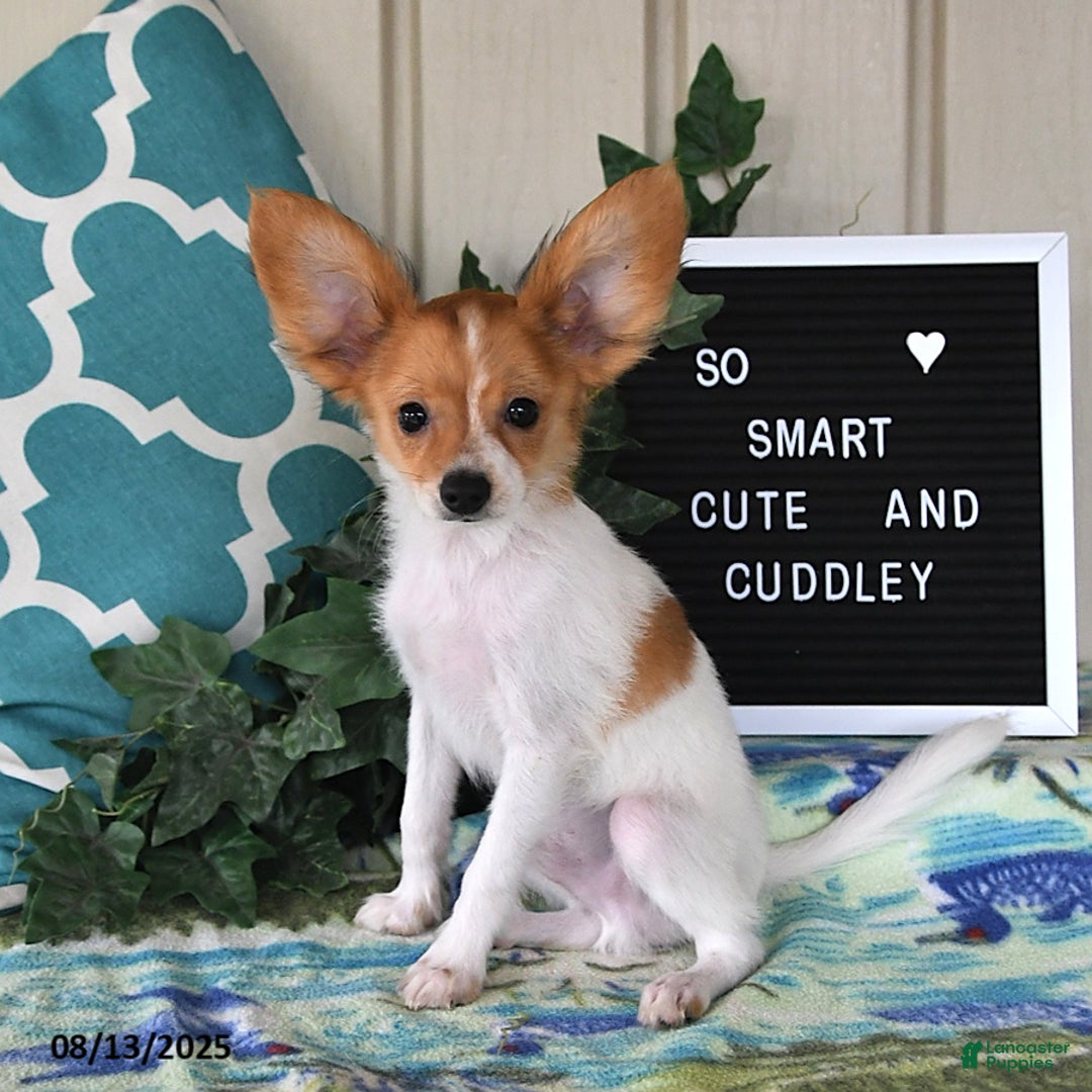 Papillon dogs for sale: Bailey - Ad 12