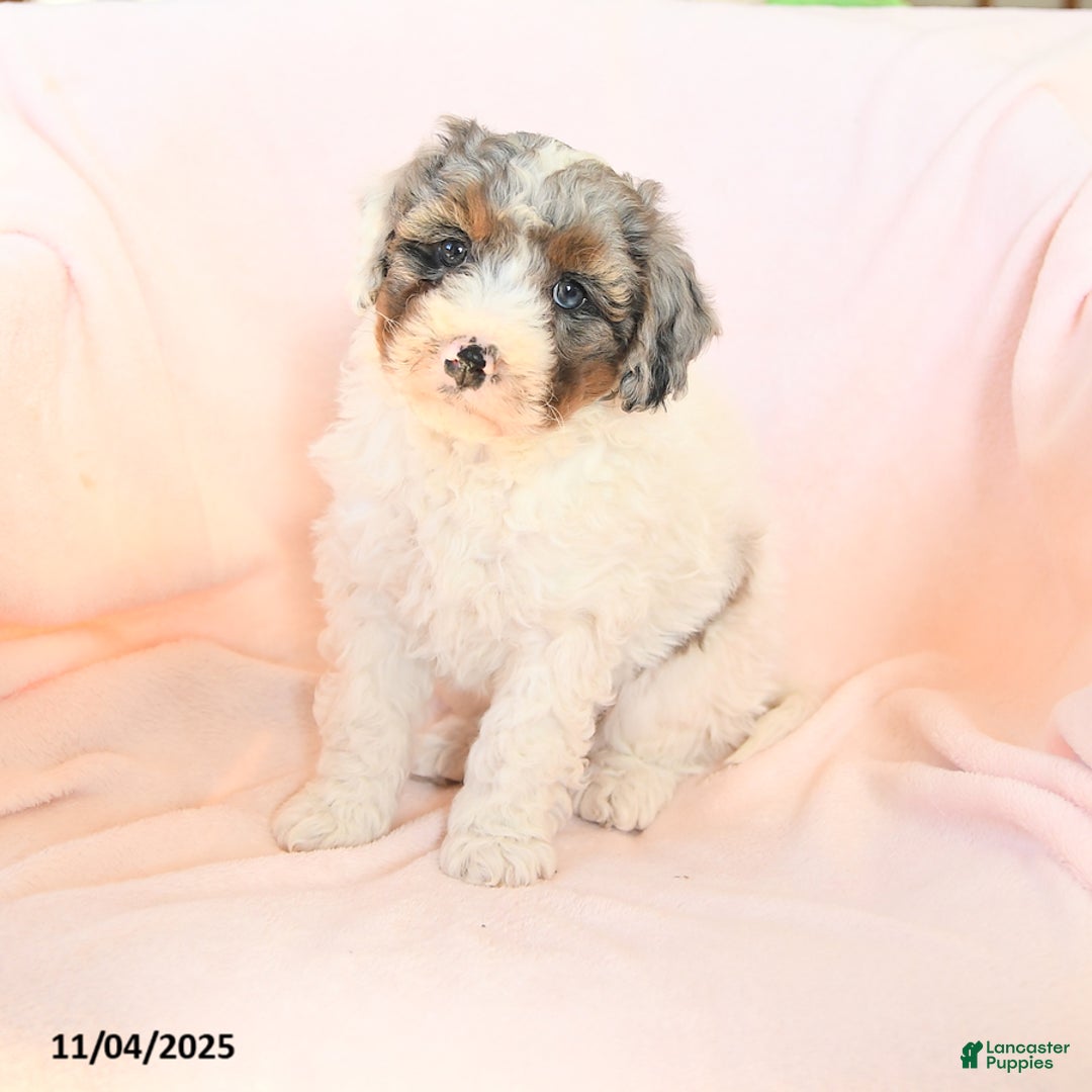Mini Bernedoodle dogs for sale: Saffron - Ad 3