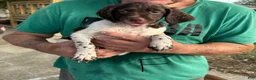 Brittany Spaniel dogs for sale: Biscuit - Ad 8