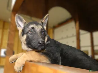 German Shepherd dogs German Shepherd Puppy 8 Maverick - Ad 3