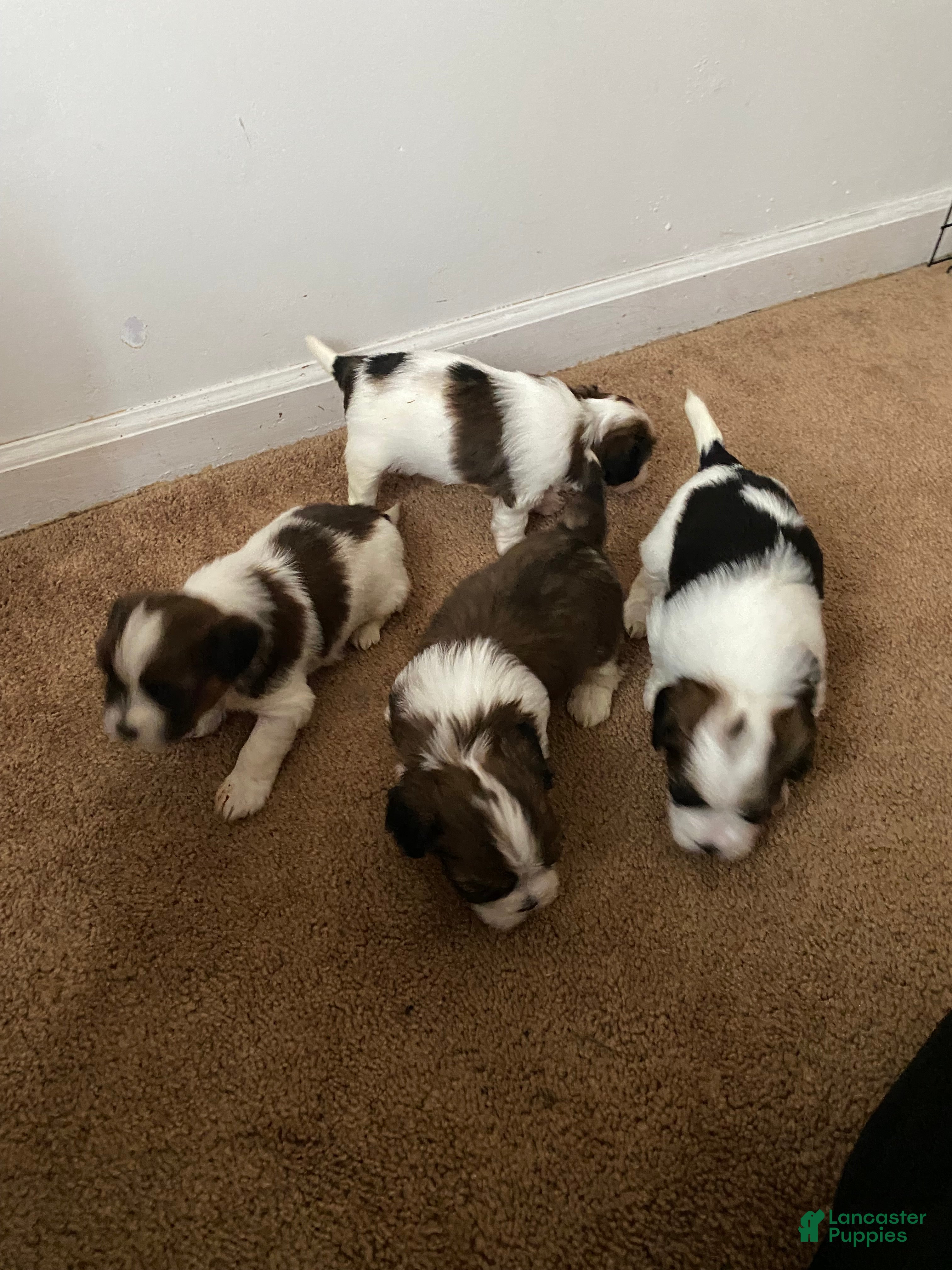Shih Tzu dogs Shih Tzu Puppy 7 - Ad 10