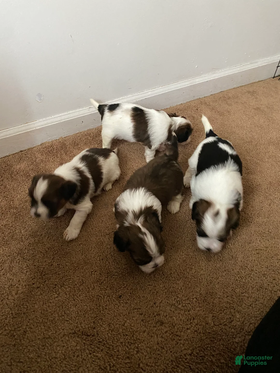 Shih Tzu dogs for sale: Shih Tzu Puppy 7 - Ad 1