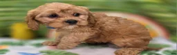 Cavapoo dogs for sale: Miles - Ad 4