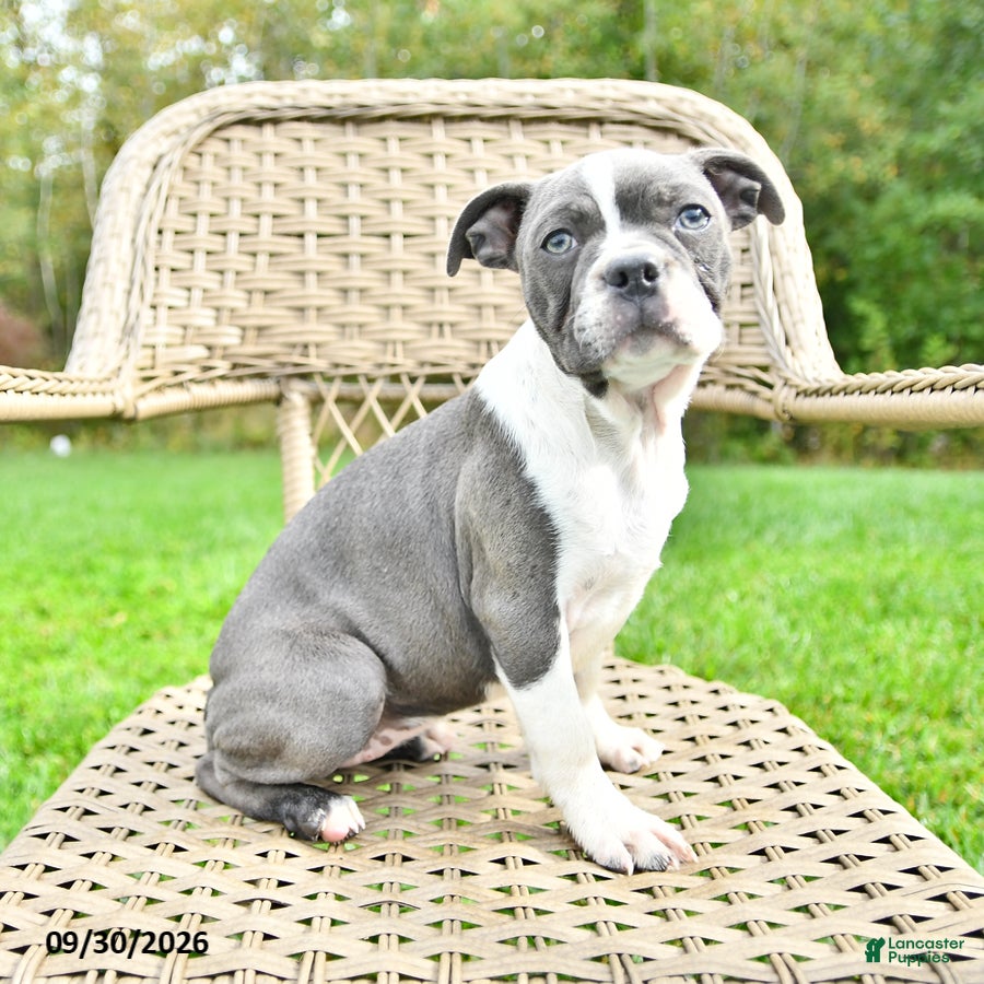 Boston Terrier dogs Gracie - Ad 1