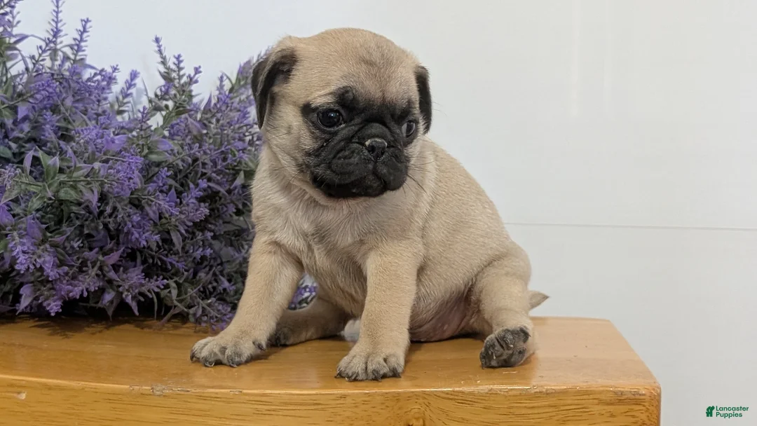 Pug dogs for sale: Niko - Ad 2