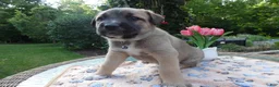Cane Corso dogs for sale: Cane Corso Puppy 1 Sampson - Ad 2