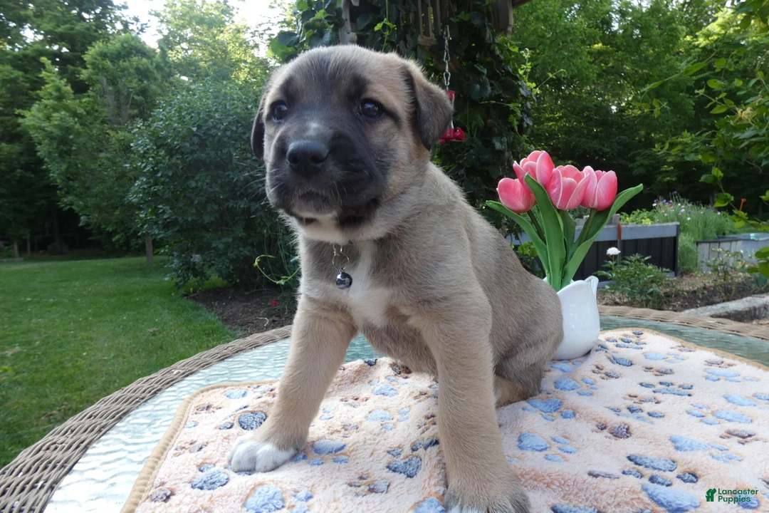 Cane Corso dogs for sale: Cane Corso Puppy 1 Sampson - Ad 2