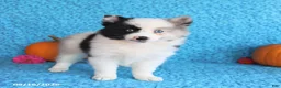 Pomsky dogs for sale: Rose  - Ad 4