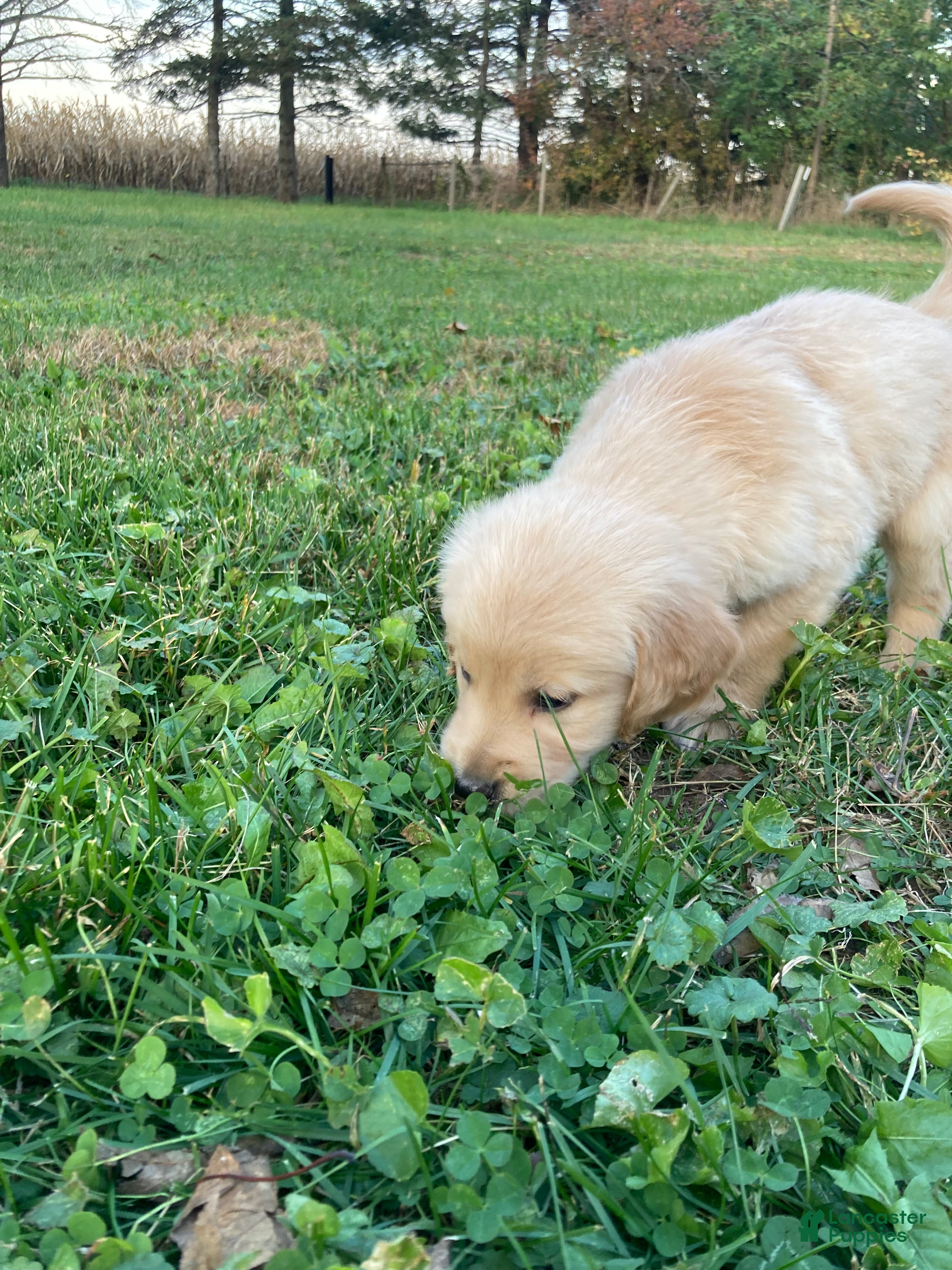Golden Retriever dogs for sale: Adam - Ad 2