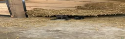 Cane Corso dogs for sale: Cane Corso 1 - Ad 3
