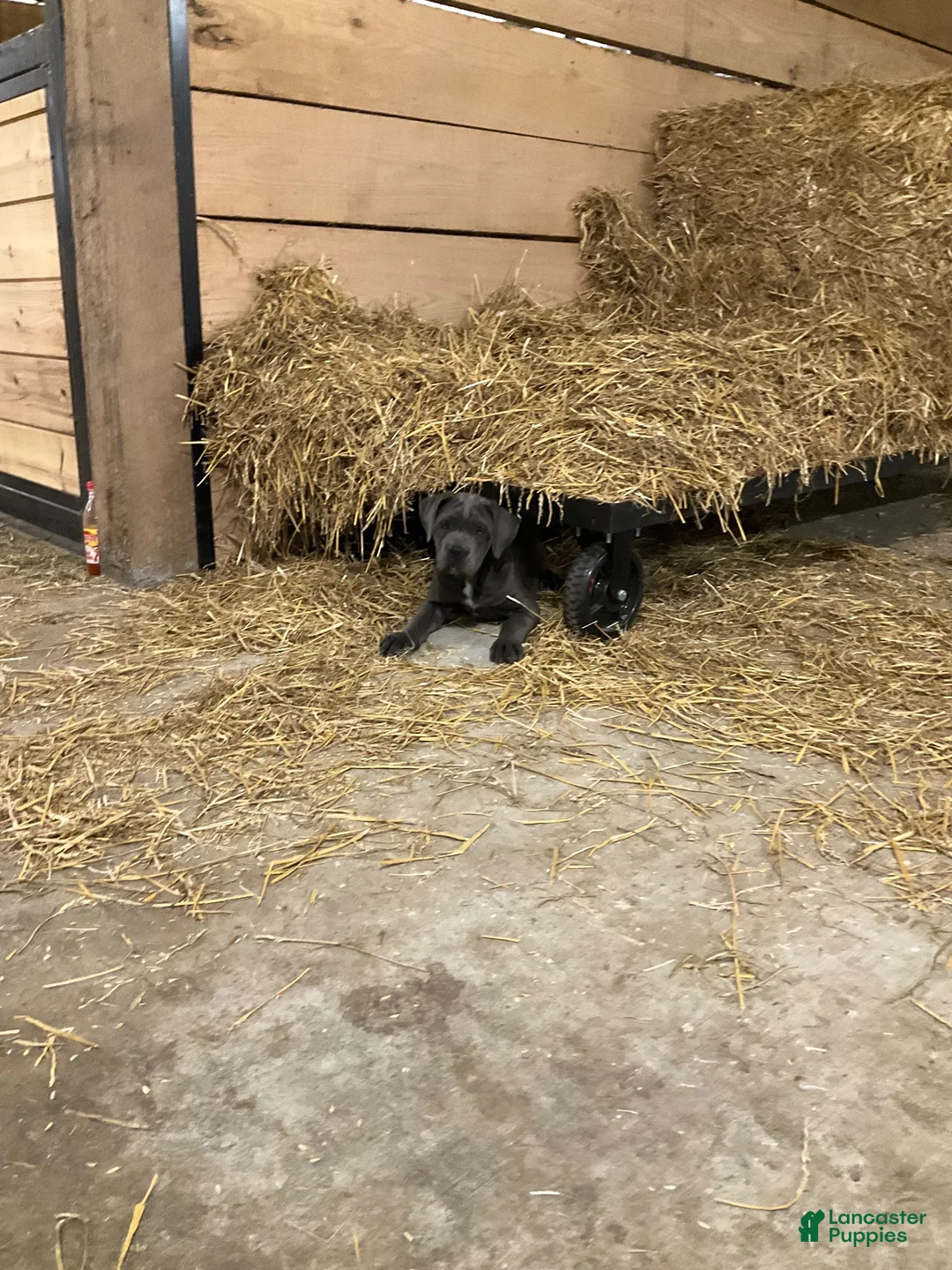 Cane Corso dogs for sale: Cane Corso 1 - Ad 3
