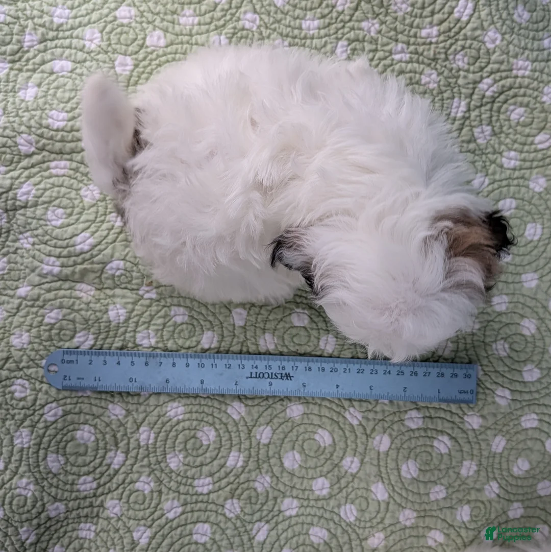 Teddy Bear dogs for sale: Murder Marshmallow - Ad 2