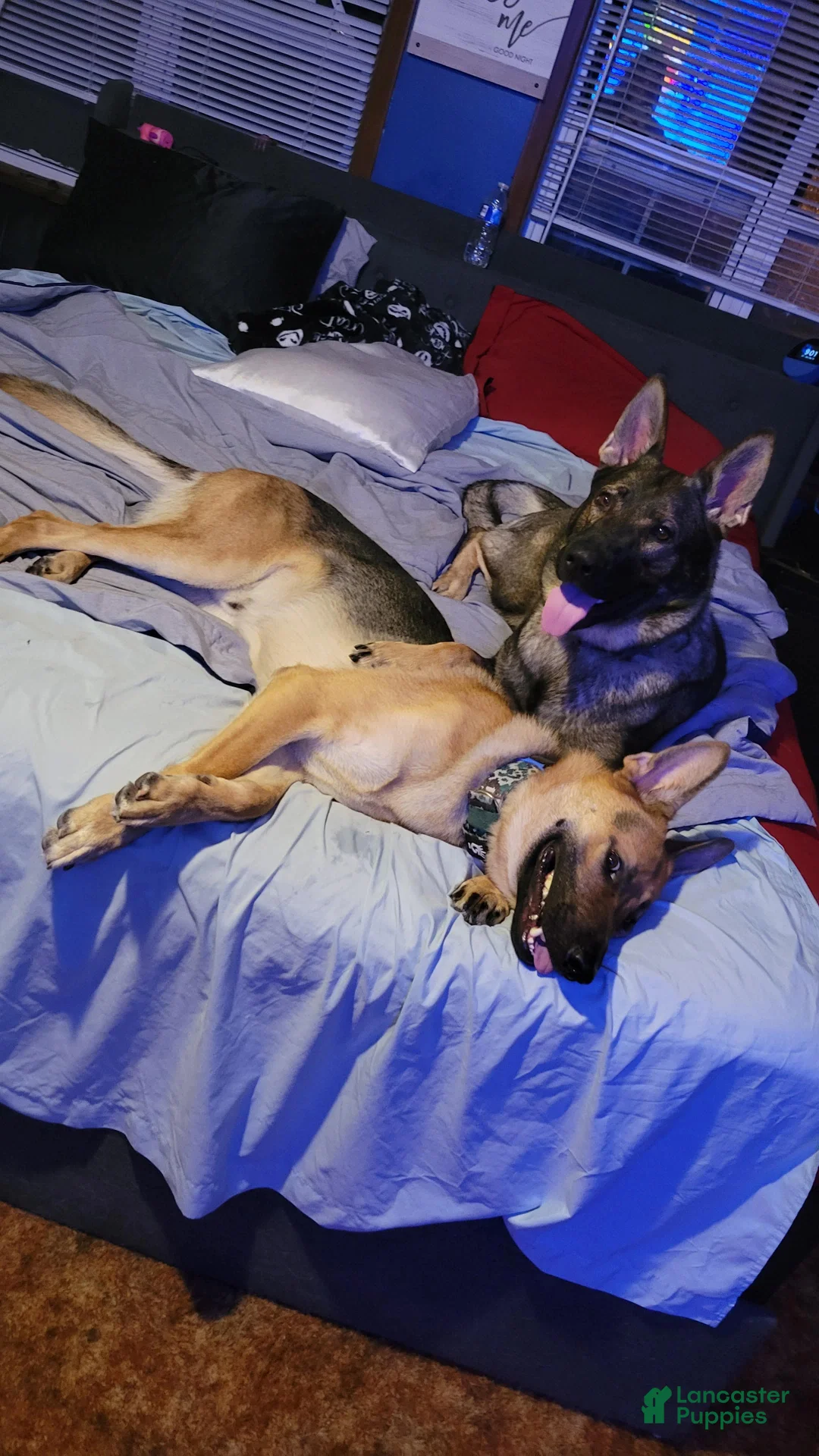 German Shepherd dogs for sale: Akc German Shepherds. 5 BOYS & 5 GIRLS Available! - Ad 21