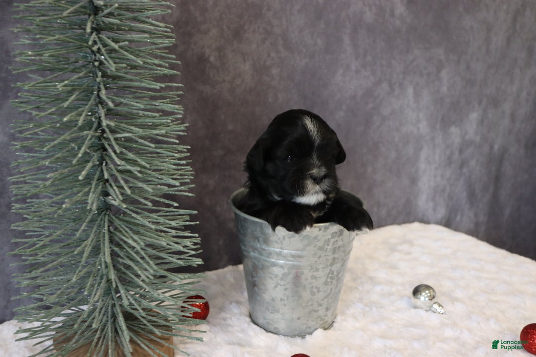 Shihpoo dogs for sale: Pepper - Ad 4