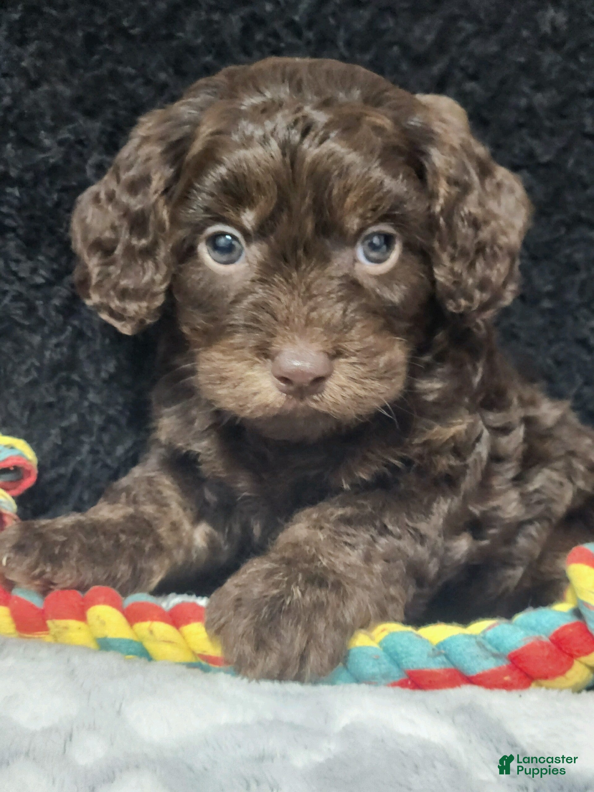 Cavapoo dogs Scotty - Ad 2