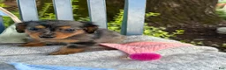 Miniature Dachshund dogs for sale: Tilly - Ad 5