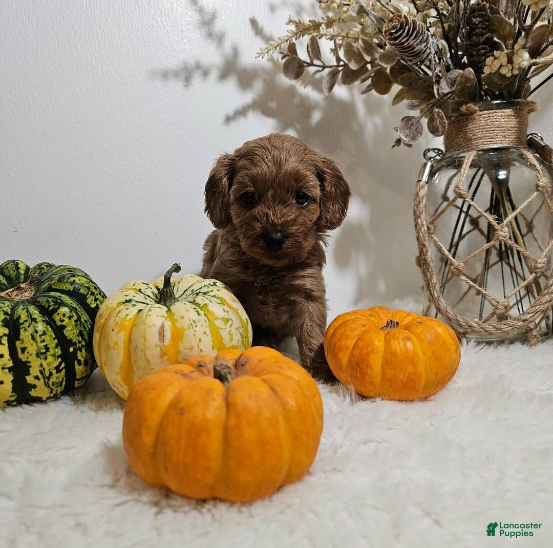 Cavapoo dogs Dobby - Ad 8