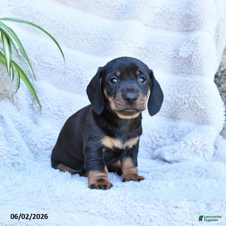 Miniature Dachshund dogs Rascal - Ad 2