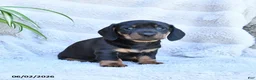 Miniature Dachshund dogs for sale: Rascal - Ad 2
