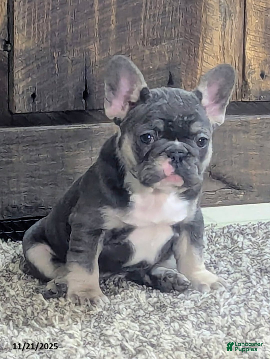 French Bulldog dogs for sale: Allie - Ad 2