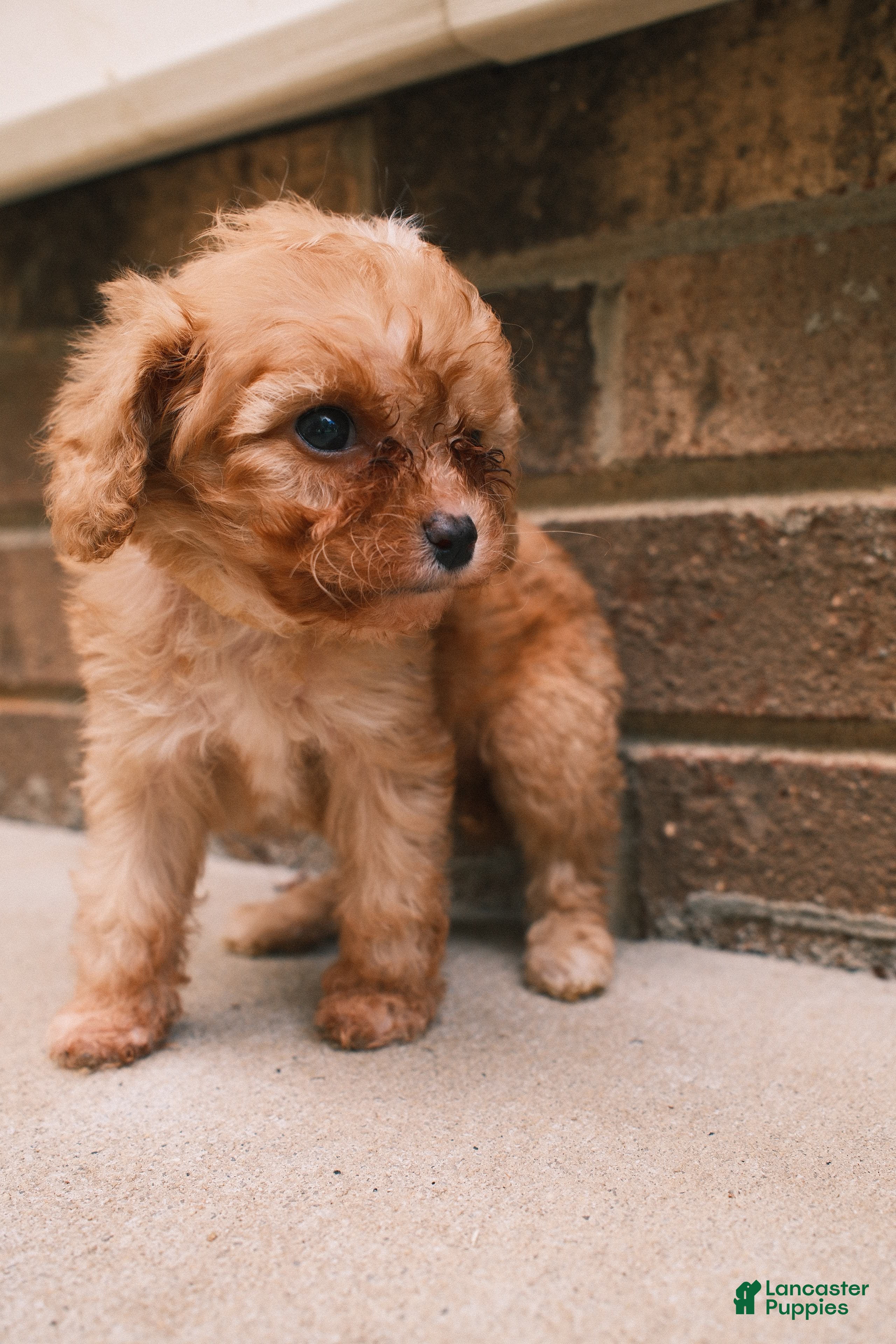 Cavapoo dogs Peaches - Ad 2
