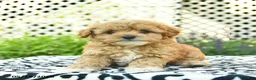 Toy Poodle dogs for sale: Base  - Ad 3