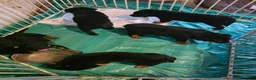 Mixed Breed dogs for sale: Mixed Breed 5 - Ad 5