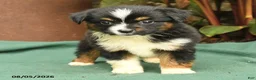 Miniature Australian Shepherd dogs for sale: Rhonda - Ad 4