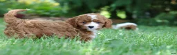 Cavapoo dogs for sale: Oscar - Ad 10
