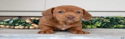 Miniature Dachshund dogs for sale: Landon - Ad 2