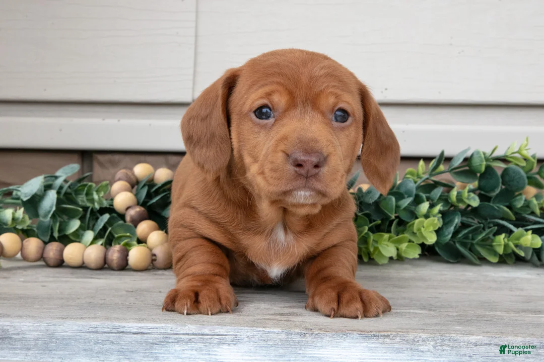 Miniature Dachshund dogs for sale: Landon - Ad 2