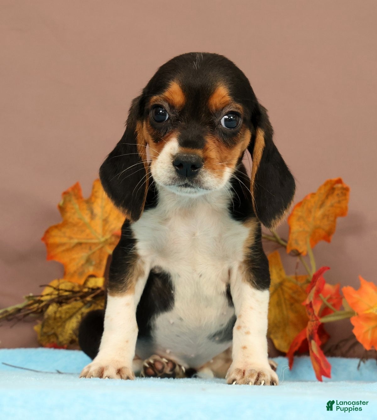 Beagle dogs Dana - Ad 1