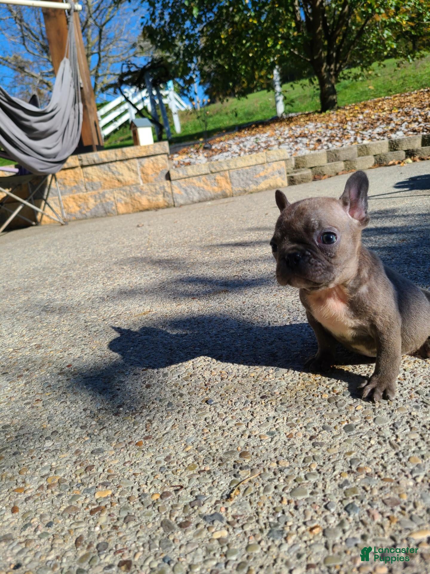 Frenchton dogs Jill - Ad 2