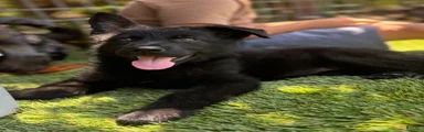 German Shepherd 3
