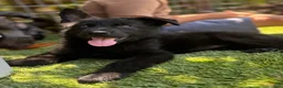 German Shepherd dogs for sale: German Shepherd 3 - Ad 1