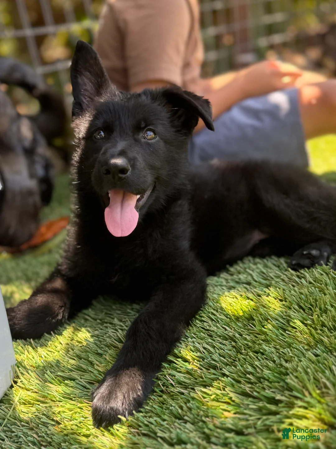 German Shepherd dogs for sale: German Shepherd 3 - Ad 1