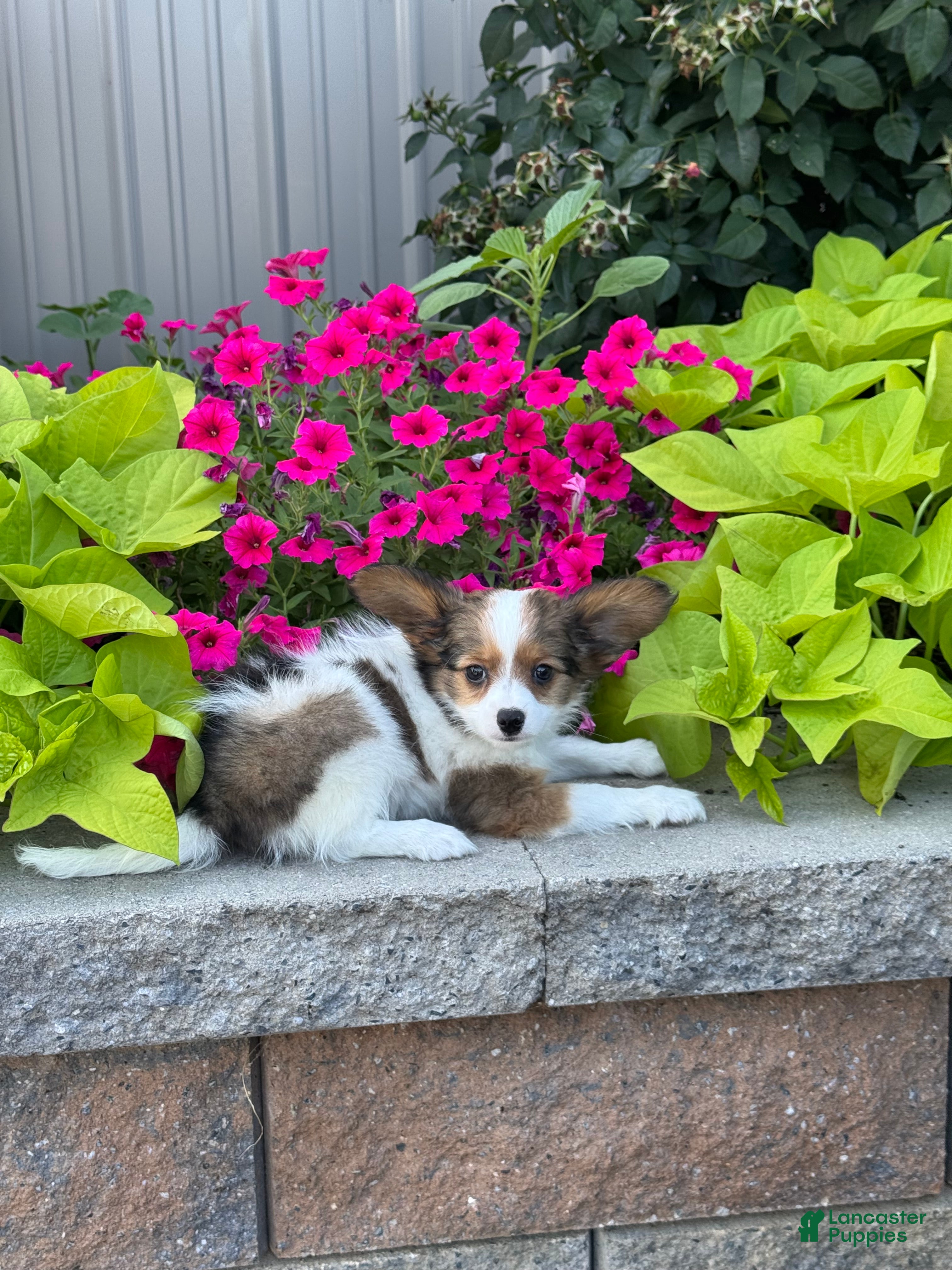 Papillon dogs Rudy - Ad 18