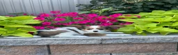 Papillon dogs for sale: Rudy - Ad 1