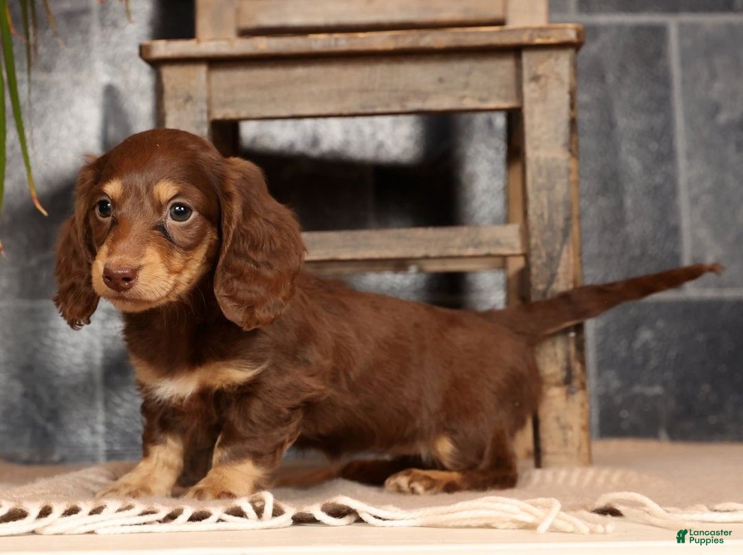 Miniature Dachshund dogs for sale: Abbi - Ad 4