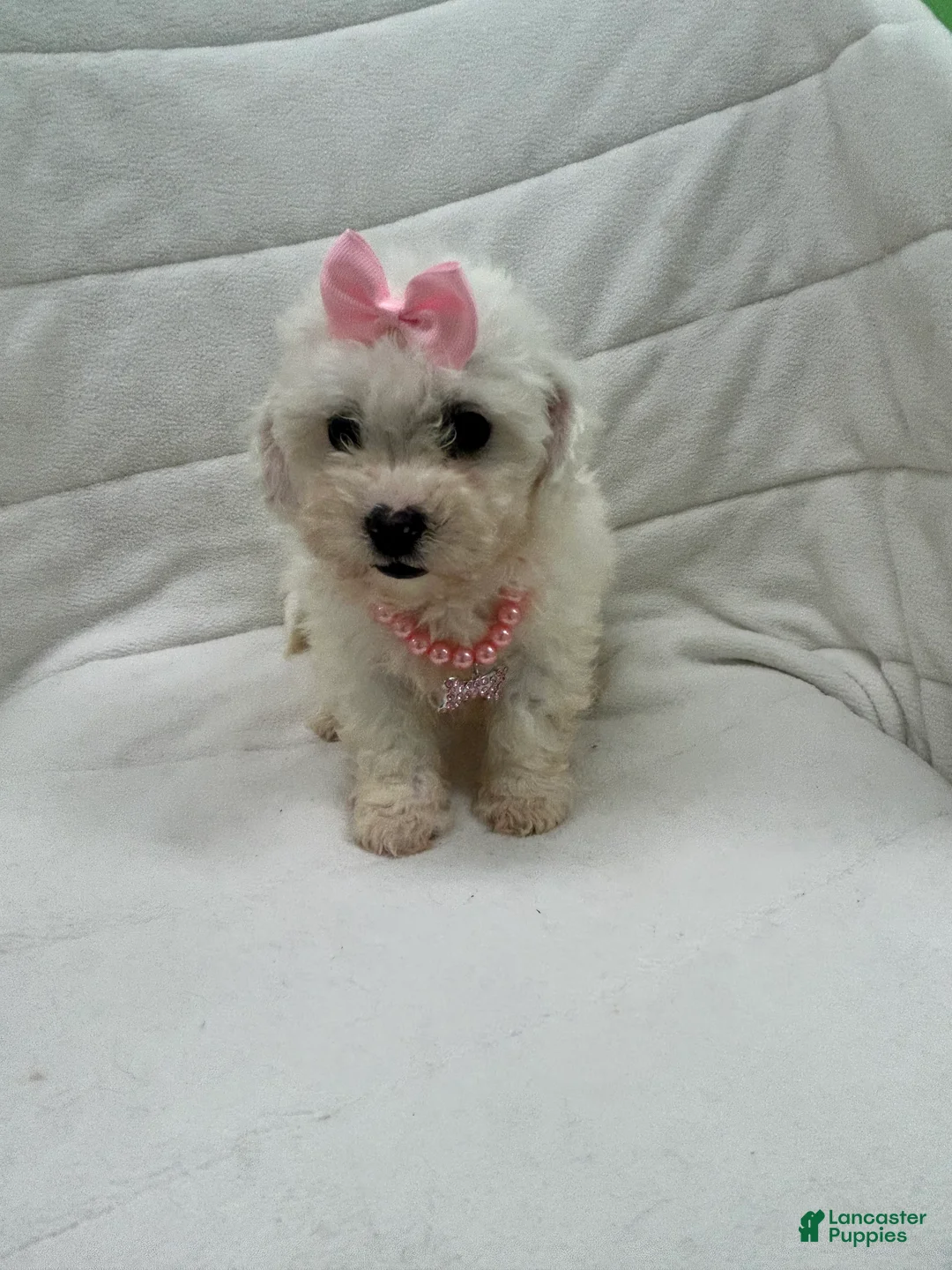 Bichon Frise dogs for sale: Bichon Frise Puppy 4 - Ad 3