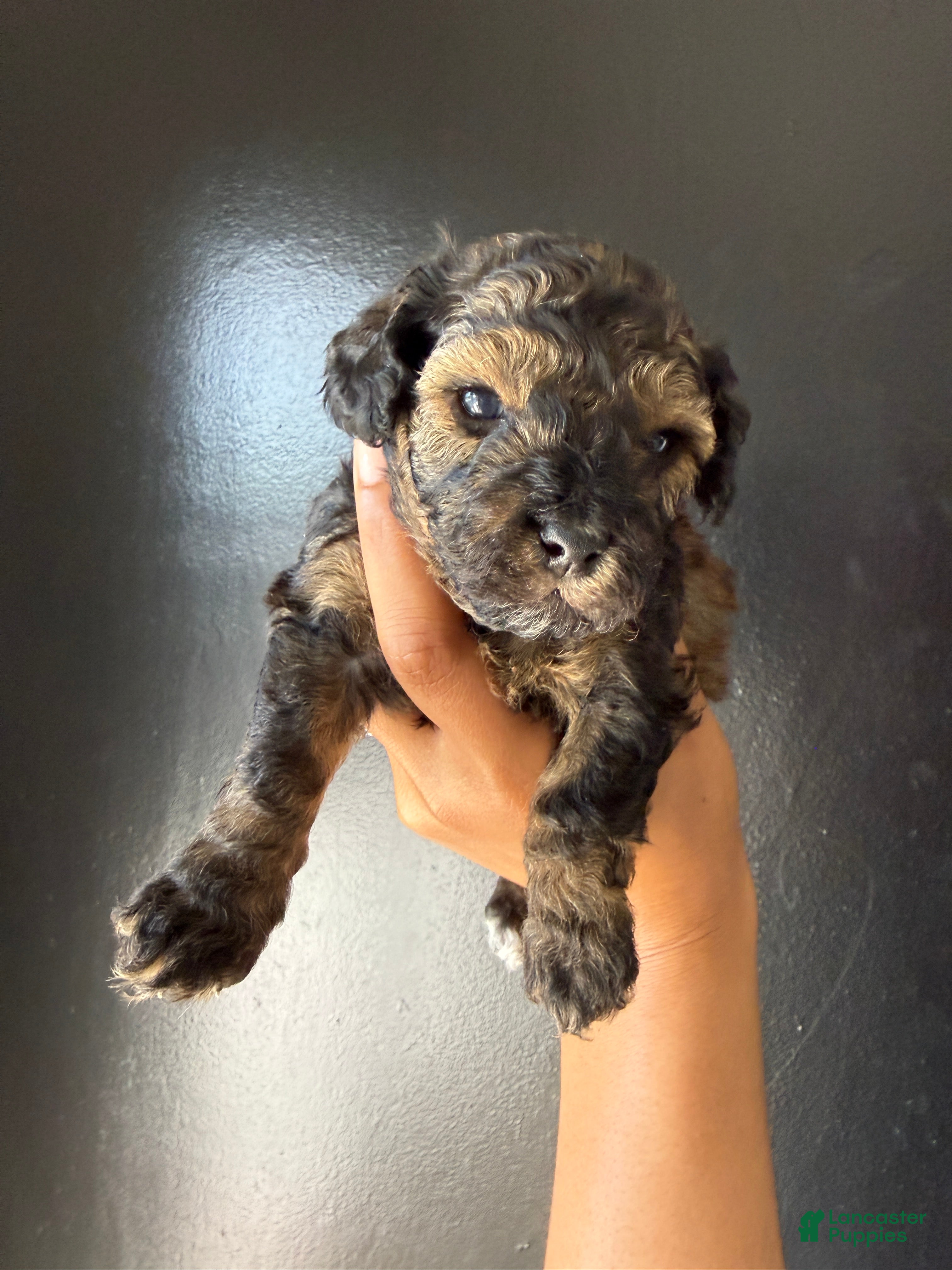 Toy Poodle dogs Toy Poodle Puppy 3 - Ad 34